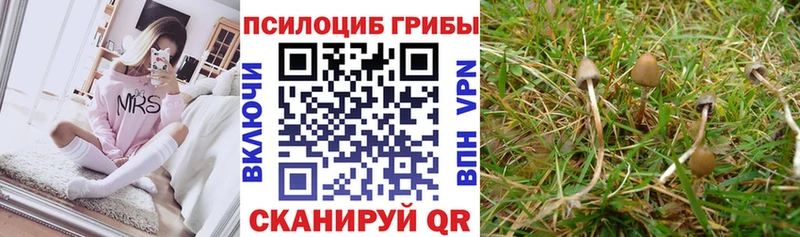 продажа наркотиков  Усть-Илимск  Псилоцибиновые грибы GOLDEN TEACHER 